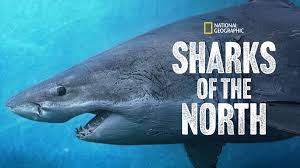 Sharks of the North